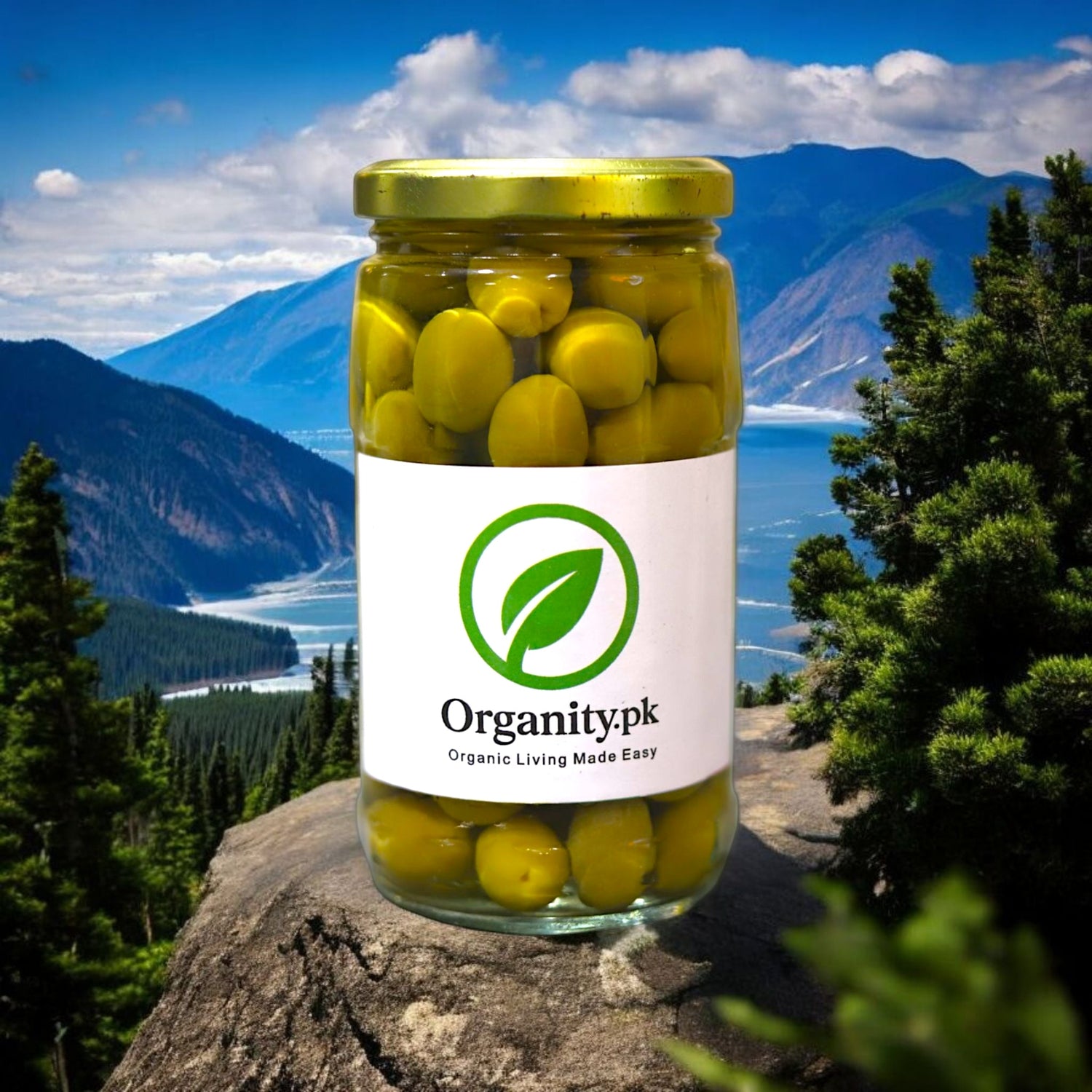 organity's fresh olives